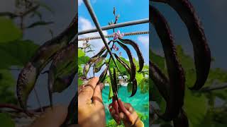 Fenugreek coriander vegetables harvest [upl. by Tomlin]