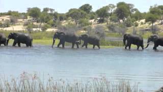 Male Elephants Crossing Boteti River [upl. by Eikcin]