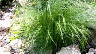 Mexican Feather Grass Nassella tenuissima Lisas Landscape amp Designs quotPlant Pick of the Dayquot [upl. by Sonny776]