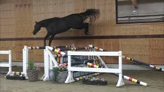 Azzaro vd Heffinck jumping [upl. by Aicelav]