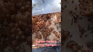 Trigona clypearis topinganshort [upl. by Akemeuwkuhc32]