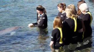 Swim with dolphins at SeaWorlds Discovery Cove theme park in Orlando Florida [upl. by Rehnberg652]