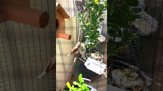 Zebra finch sounds Zebra finch singing Zebra finch female [upl. by Adyeren]