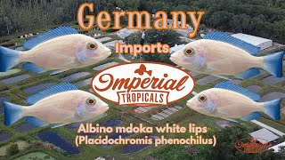 Albino Mdoka White Lips Placidochromis phenochilus ❤️ 🐟 imperialtropicals [upl. by Atiuqat]