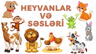 HEYVANLAR VE SESLERİ HEYVANLAR ALEMİ [upl. by Armilla]