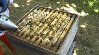 Honey Harvesting Step 1 of 3  Getting The Hive Ready [upl. by Atteloj273]