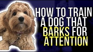 HOW TO TRAIN A DOG THAT BARKS FOR ATTENTION [upl. by Sluiter101]