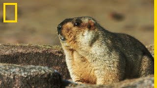 La marmotte de lHimalaya habitante des hautes altitudes [upl. by Monroe441]