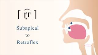 ɽ͡r  voiced subapical retroflex trill [upl. by Edmea835]