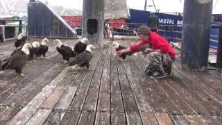 amazing eagles in dutch harbor [upl. by Ymas]