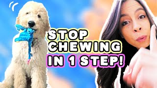 STOP PUPPY CHEWING 1 Easy Step 🐶 [upl. by Herve]