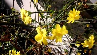 Jasminum nudiflorum [upl. by Grevera]