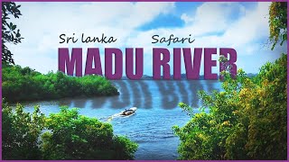 Madu Ganga River Boat Safari  Camping on Island  Balapitiya Sri lanka 2023 [upl. by Juliano]