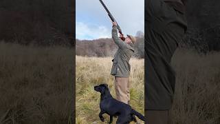 Driven Shooting with Labrador Retriever Gundog shotgun dog [upl. by Barrus]