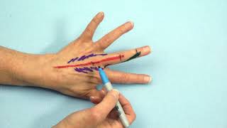 Drawing the Dorsal Apparatus [upl. by Byrom]