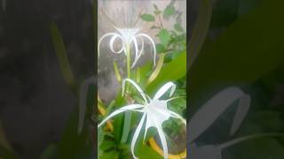 Hymenocallis littoralisspider lily plant ☘️🌸 trending flowers shorts [upl. by Daffy426]