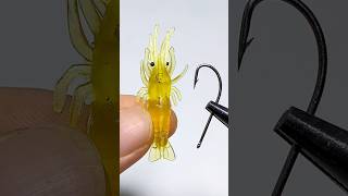 Tips for using shrimp for fishing fishing fishinglife [upl. by Nodnarb]