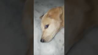 This is Dog Brown 😍 cute dog doglover shortvideo shorts [upl. by Esinad]