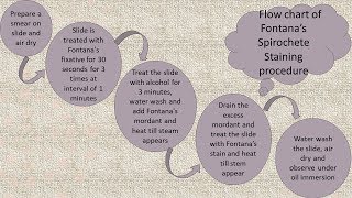Spirochetes staining by Fountans Method in English [upl. by Gnihc446]