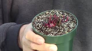 Caring for a Sarracenia Purchased in Winter [upl. by Eetnuahs]