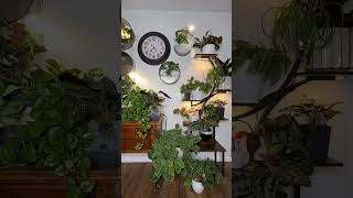 Daylight savings time today Don’t forget to set your clocks back houseplants houseofplants [upl. by Ireva895]