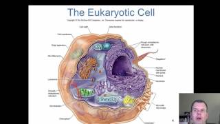 Chapter 5  The Eukaryotes [upl. by Ossie170]