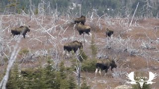 Newfoundland moose hunt [upl. by Ojytteb]