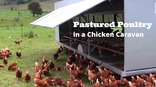 Pastured Poultry in a Chicken Caravan [upl. by Herc]