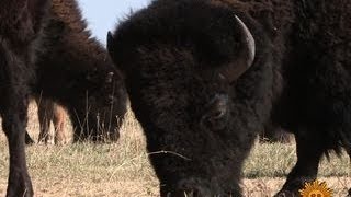 Nature Texas Bison [upl. by Rothenberg113]