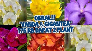 STOCK BARU VANDA amp GIGANTEA  175 RB DAPAT 2 PLANT no admin 085782741417 🙏💯 [upl. by Neiman300]