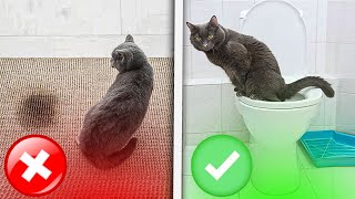 How To “train Your Cat” To Use Your HOUSEHOLD TOILET StepByStepGuide NEW Cattoilettraining [upl. by Kial]