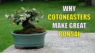 Why Cotoneasters Make Great Bonsai for Beginners [upl. by Isnyl]