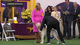 Labrador Retriever  Breed Judging 2020 [upl. by Bowra]