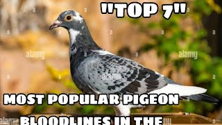 The Most Beautiful Pigeons in the World short [upl. by Yesmar]