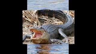 Top 10 Most Deadliest Animals [upl. by Grogan929]