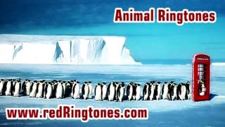 Animal Ringtones Free Ringtone Downloads for Android an iPhone [upl. by Cohby]