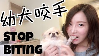 如何讓幼犬不咬手 Stop Puppy Biting [upl. by Ydne]