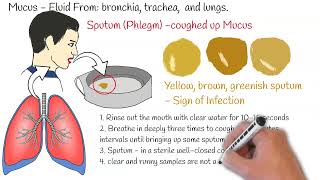 Sputum Test Phlegm Analysis Sputum Culture Sputum test Sputum Analysis [upl. by Hetti742]