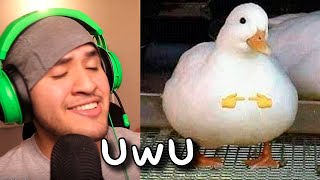 Encontré al Patito Juan UwU [upl. by Oidivo30]