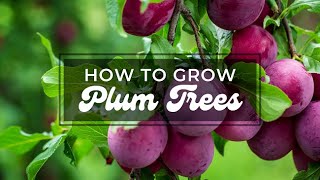 How to Grow Plum Tree Growing Plum in pot or garden tips to grow and care Bonsaiplantsnurserycom [upl. by Nahsab]