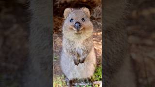 Quokka  Happiest Animal [upl. by Ailhat]