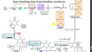 Pyrimidine Metabolism  Dr Mahmoud Ettaweel [upl. by Manoff]