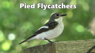 Pied Flycatchers at Yarner Woods Devon UK [upl. by Dickey797]