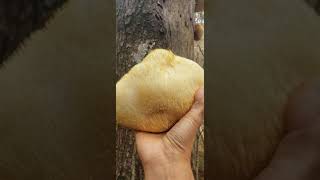 Hericium erinaceus Lions mane mushroom [upl. by Niloc301]