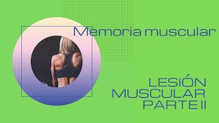 Las lesiones musculares parte II la memoria muscular y cómo tratar al musculo despues de la lesión [upl. by Hazlip]