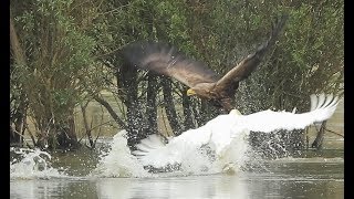 Eagle attacked by a swan [upl. by Obelia465]