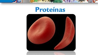 Curso de Bioquimica Proteinas [upl. by Akinyt583]