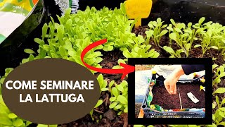 Insalata COME E QUANDO SEMINARE LA LATTUGA PER COLTIVARLA IN VASO SUL BALCONE O NELL ORTO [upl. by Acihsay]