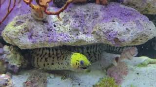 Dexter the Yellowhead Fimbriated Moray eel Gymnothorax fimbriatus watching me clean his glass [upl. by Ahsitel]