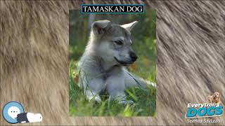 Tamaskan Dog 🐶🐾 Everything Dog Breeds 🐾🐶 [upl. by Clio384]